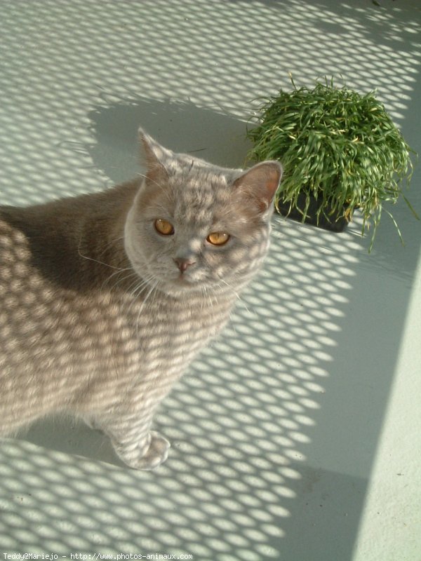 Photo de British shorthair