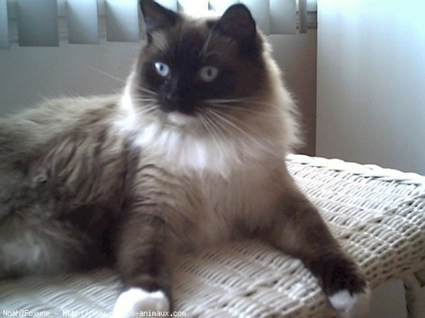 Photo de Ragdoll