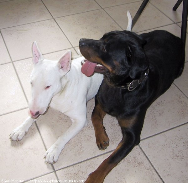 Photo de Rottweiler