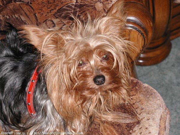 Photo de Yorkshire terrier