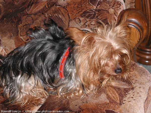 Photo de Yorkshire terrier