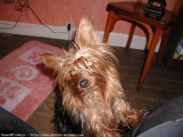 Photo de Yorkshire terrier