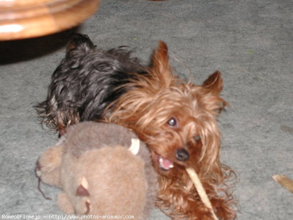 Photo de Yorkshire terrier