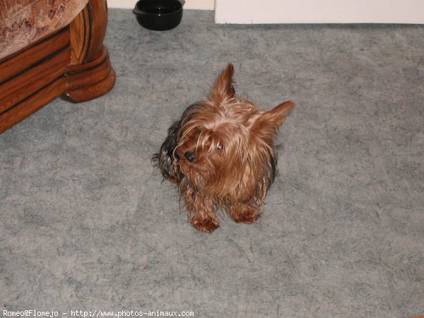 Photo de Yorkshire terrier