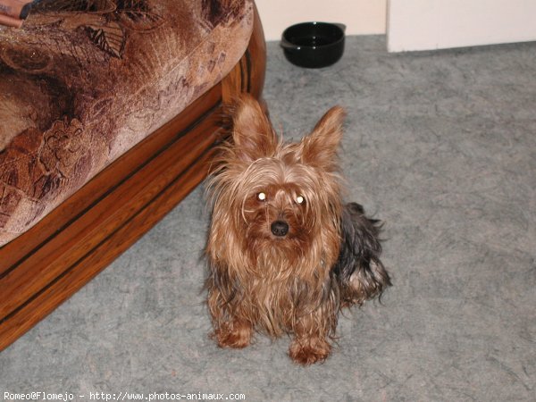 Photo de Yorkshire terrier