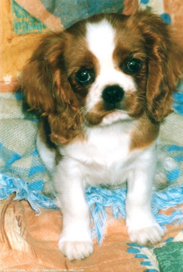 Photo de Cavalier king charles spaniel