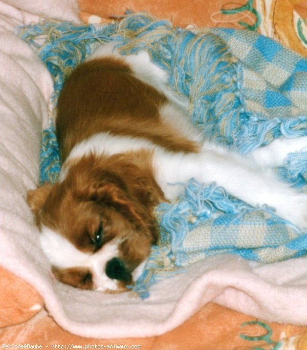 Photo de Cavalier king charles spaniel