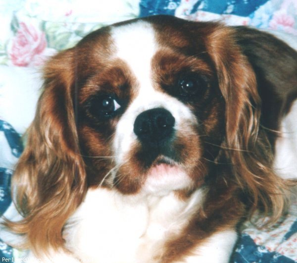 Photo de Cavalier king charles spaniel