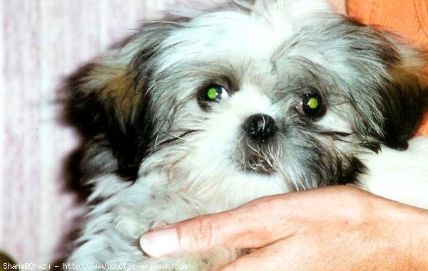 Photo de Shih tzu