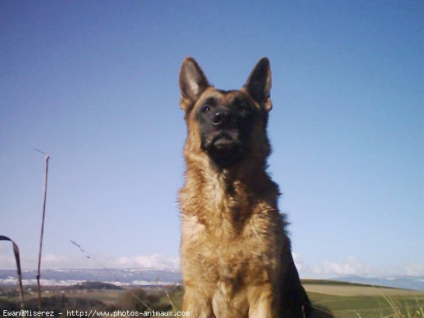 Photo de Berger allemand  poil court