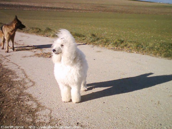 Photo de Caniche moyen