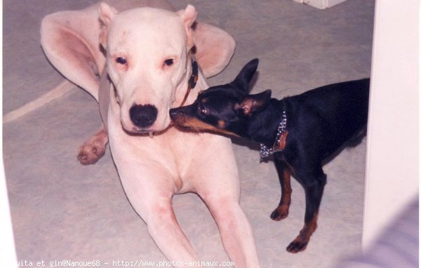 Photo de Races diffrentes