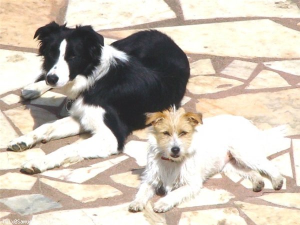 Photo de Border collie