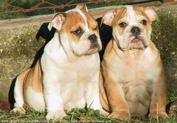 Photo de Bulldog