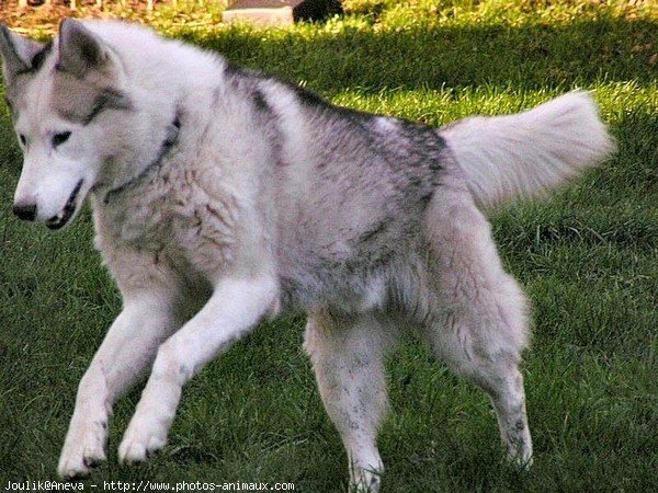 Photo de Husky siberien