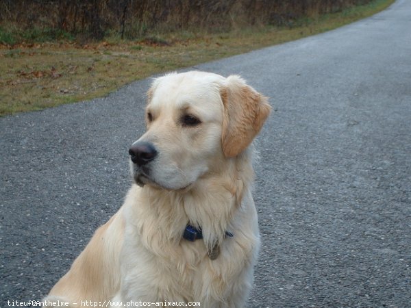 Photo de Golden retriever