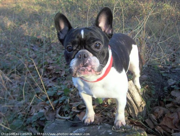 Photo de Bouledogue franais