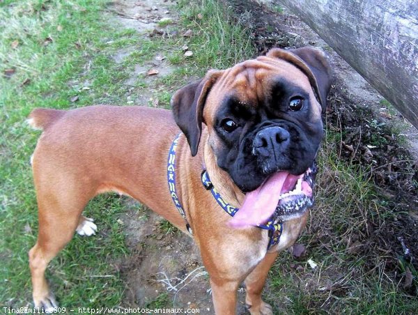 Photo de Boxer