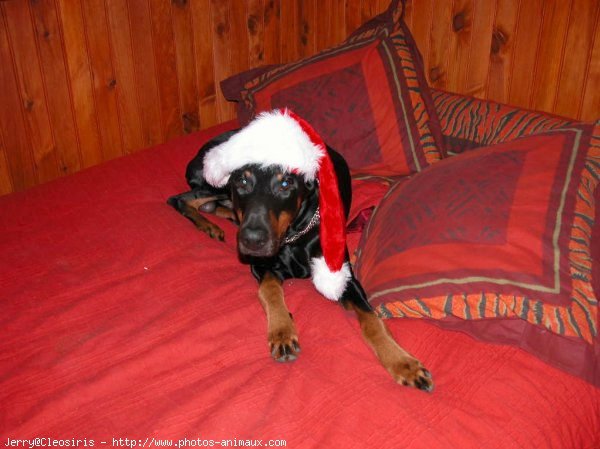 Photo de Dobermann