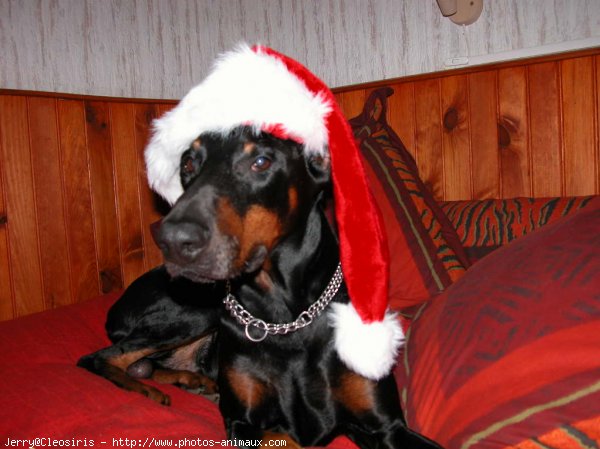 Photo de Dobermann