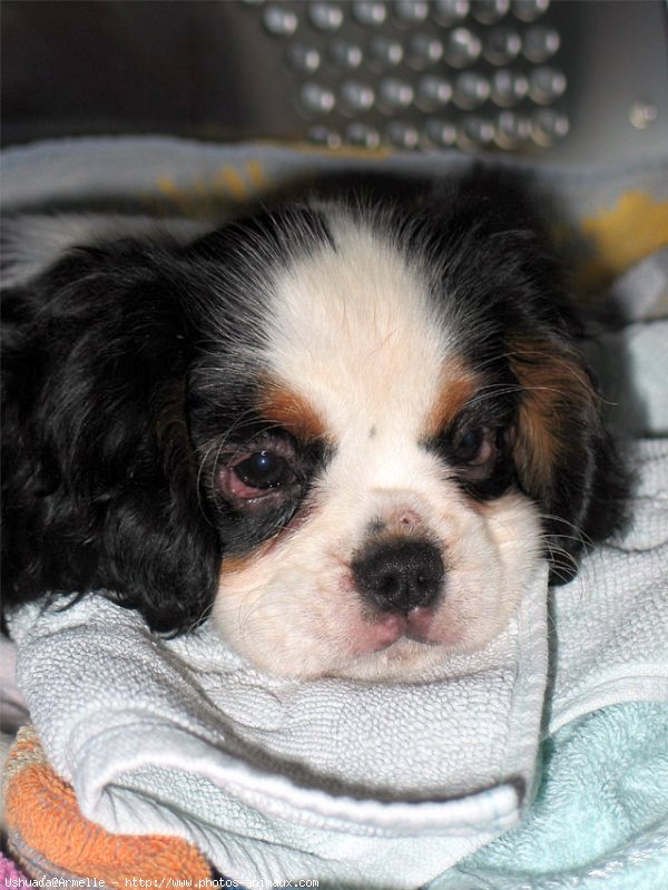 Photo de Cavalier king charles spaniel