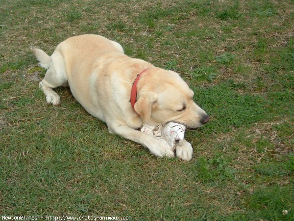 Photo de Labrador retriever