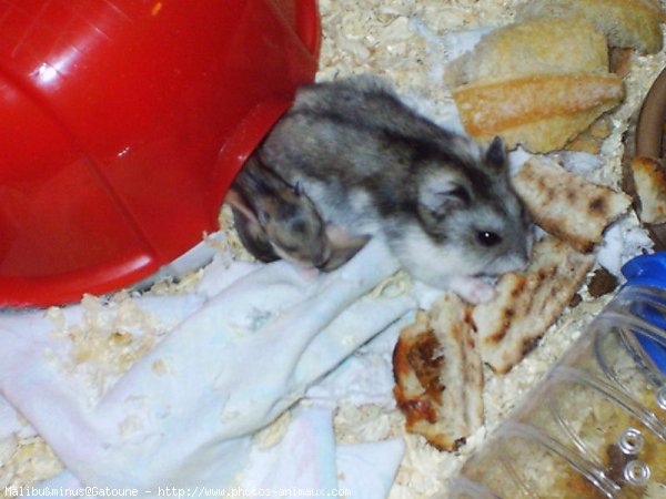 Photo de Hamster