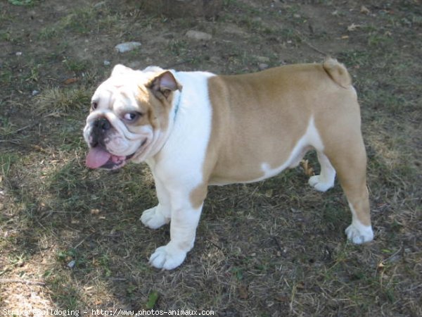 Photo de Bulldog