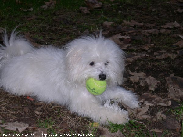 Photo de Coton de tulear