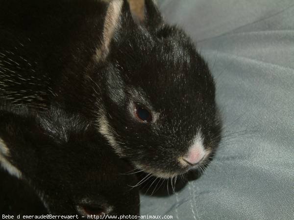 Photo de Lapin