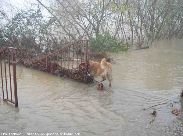 Photo de Golden retriever