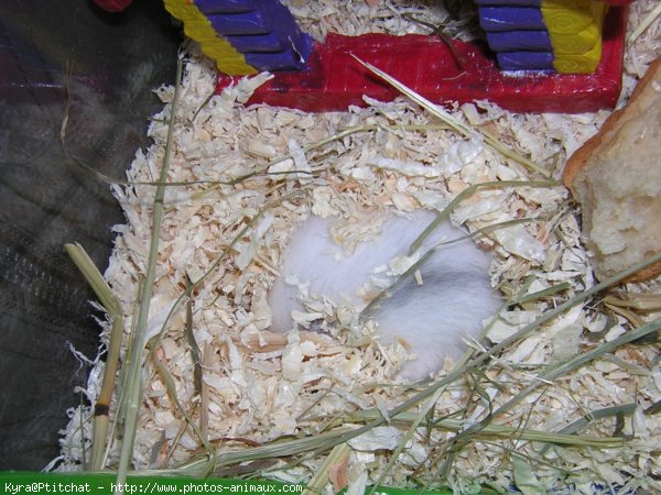 Photo de Hamster