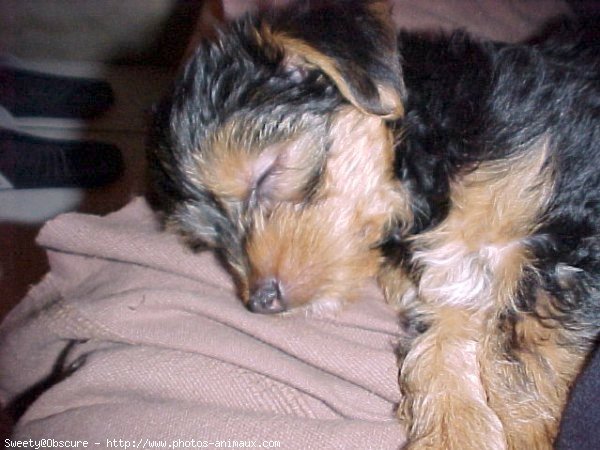 Photo de Yorkshire terrier