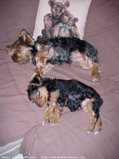 Photo de Yorkshire terrier