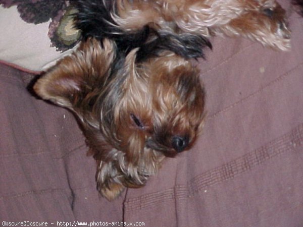 Photo de Yorkshire terrier