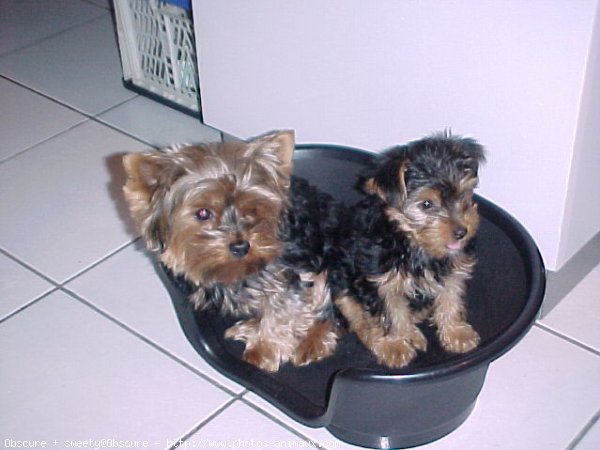 Photo de Yorkshire terrier