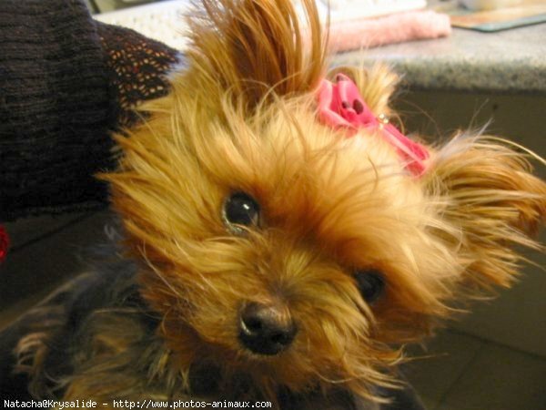 Photo de Yorkshire terrier