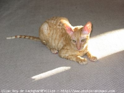 Photo de Cornish rex