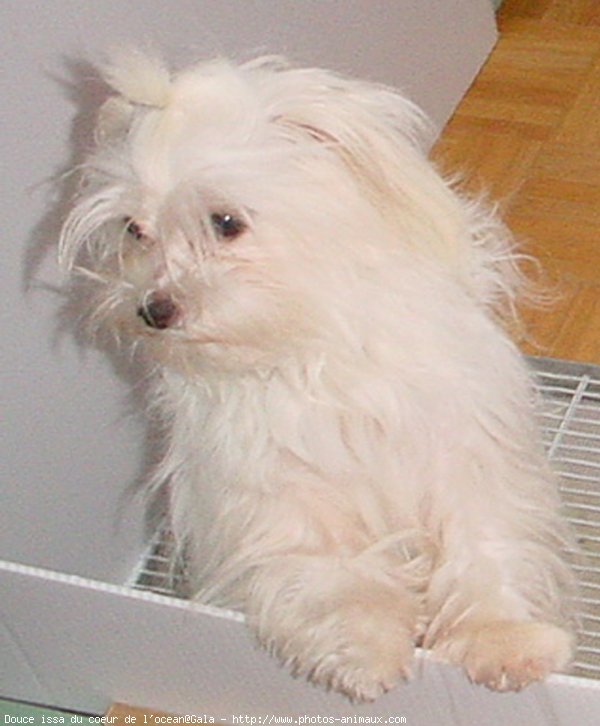 Photo de Bichon maltais