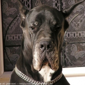 Photo de Dogue allemand