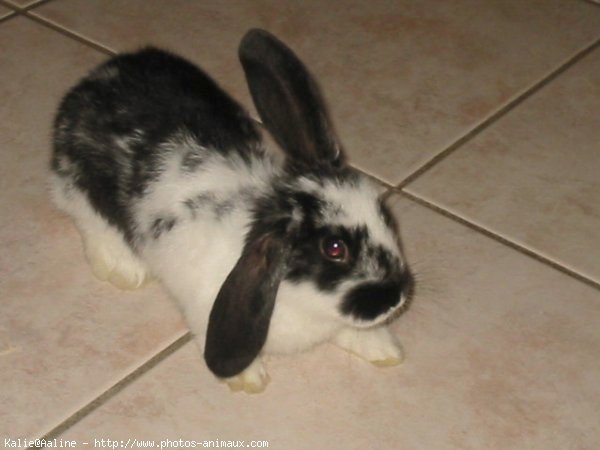 Photo de Lapin