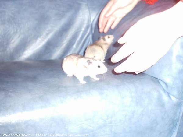 Photo de Hamster