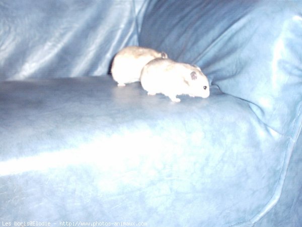 Photo de Hamster