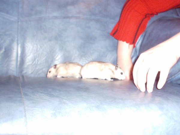 Photo de Hamster