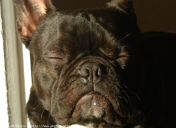 Photo de Bouledogue franais