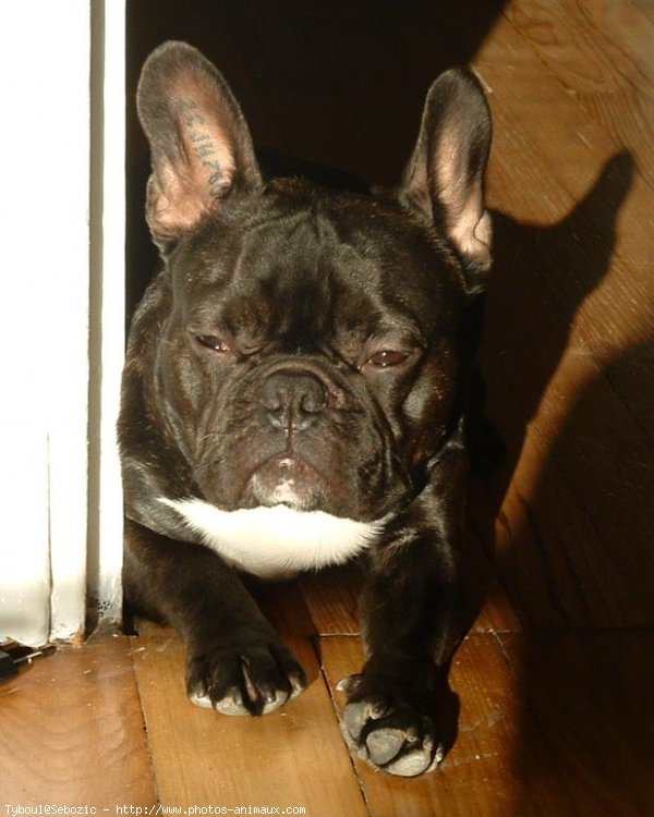 Photo de Bouledogue franais