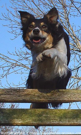 Photo de Border collie