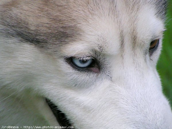 Photo de Husky siberien