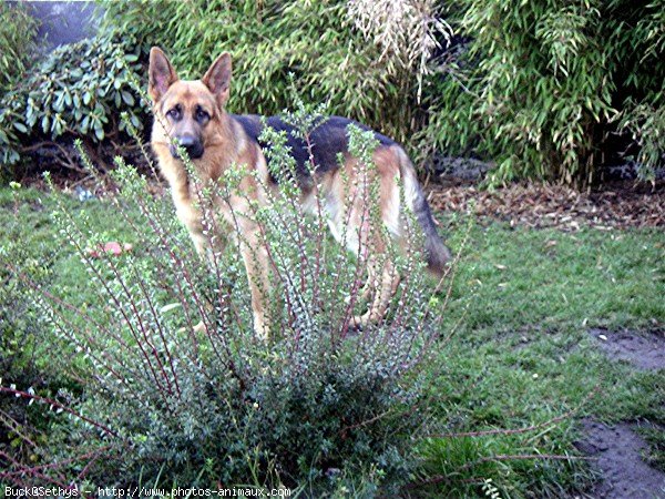 Photo de Berger allemand  poil court