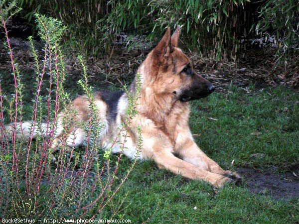 Photo de Berger allemand  poil court